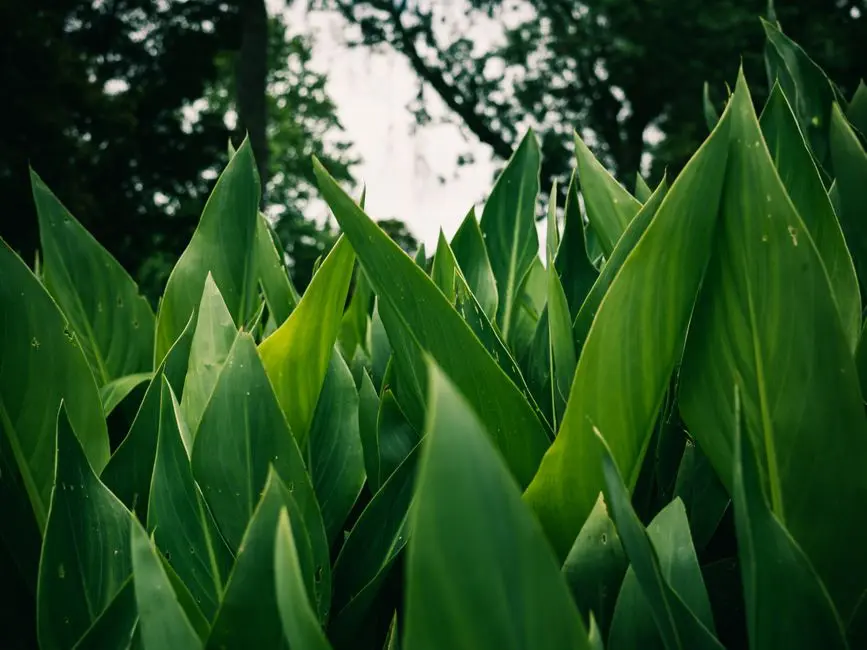 Greens & Outdoors at LODHA CROWN KOLSHET, Thane