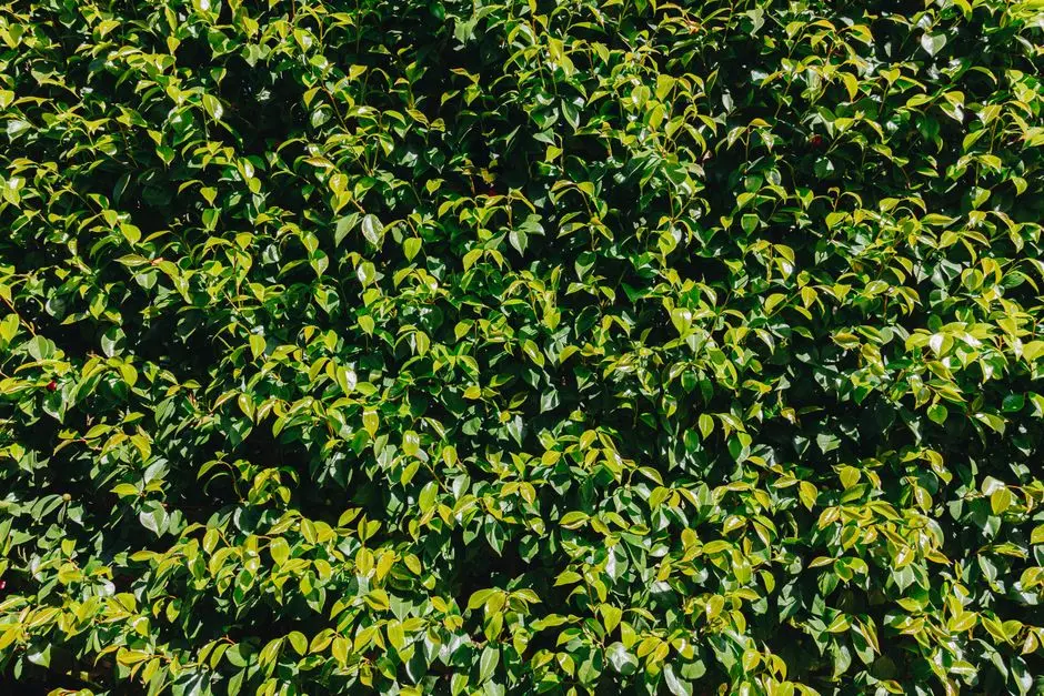 Greens & Outdoors at LODHA SIGNET, MATUNGA, Matunga East, Mumbai