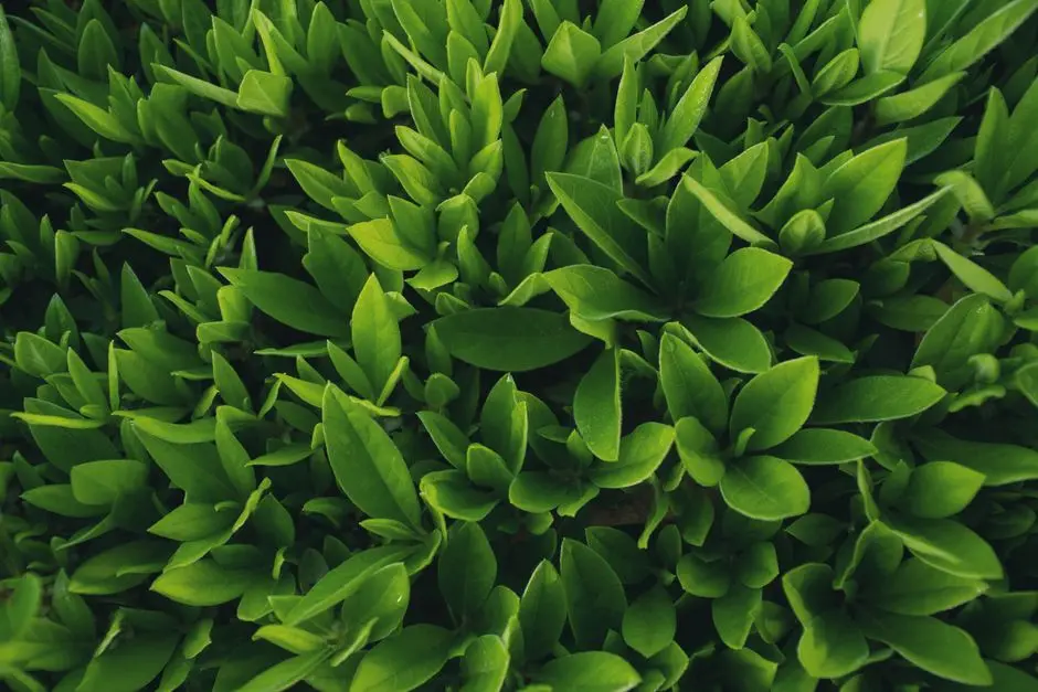 Greens & Outdoors at LODHA INDUSTRIAL PARK, PALAVA, Navi Mumbai