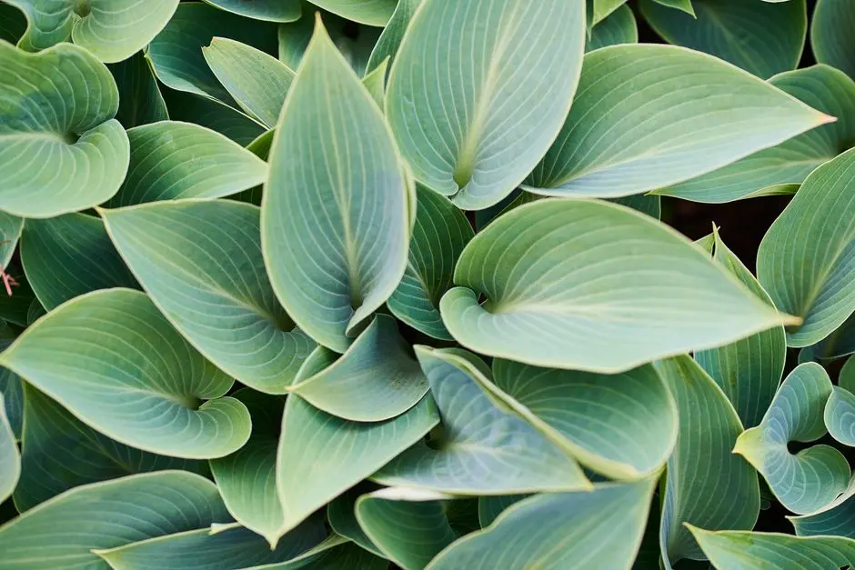Greens & Outdoors at LODHA WORLI, Mumbai